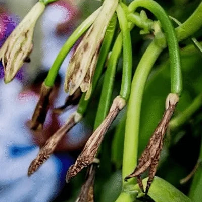 Planta con vainas de vainilla